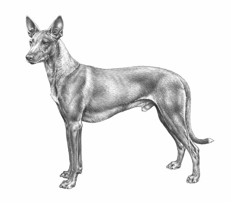 Faraohund