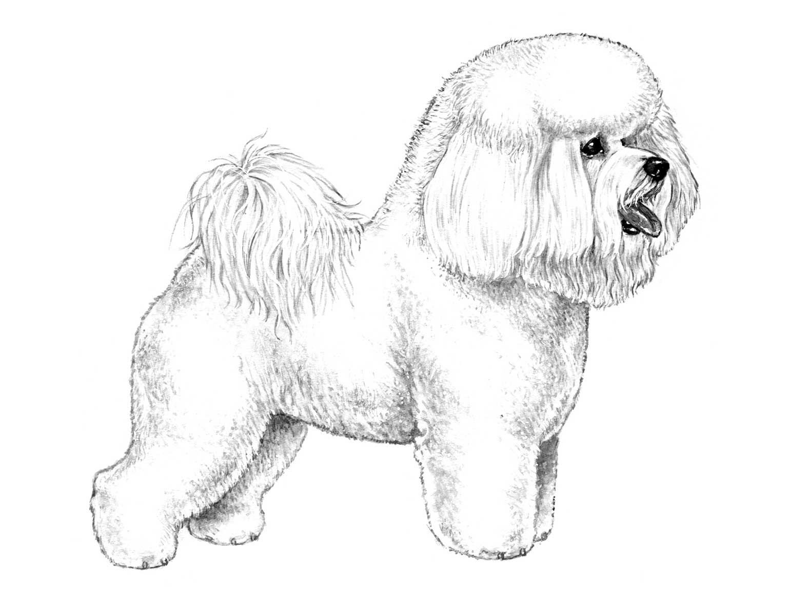 Illustration av hundrasen bichon frisé