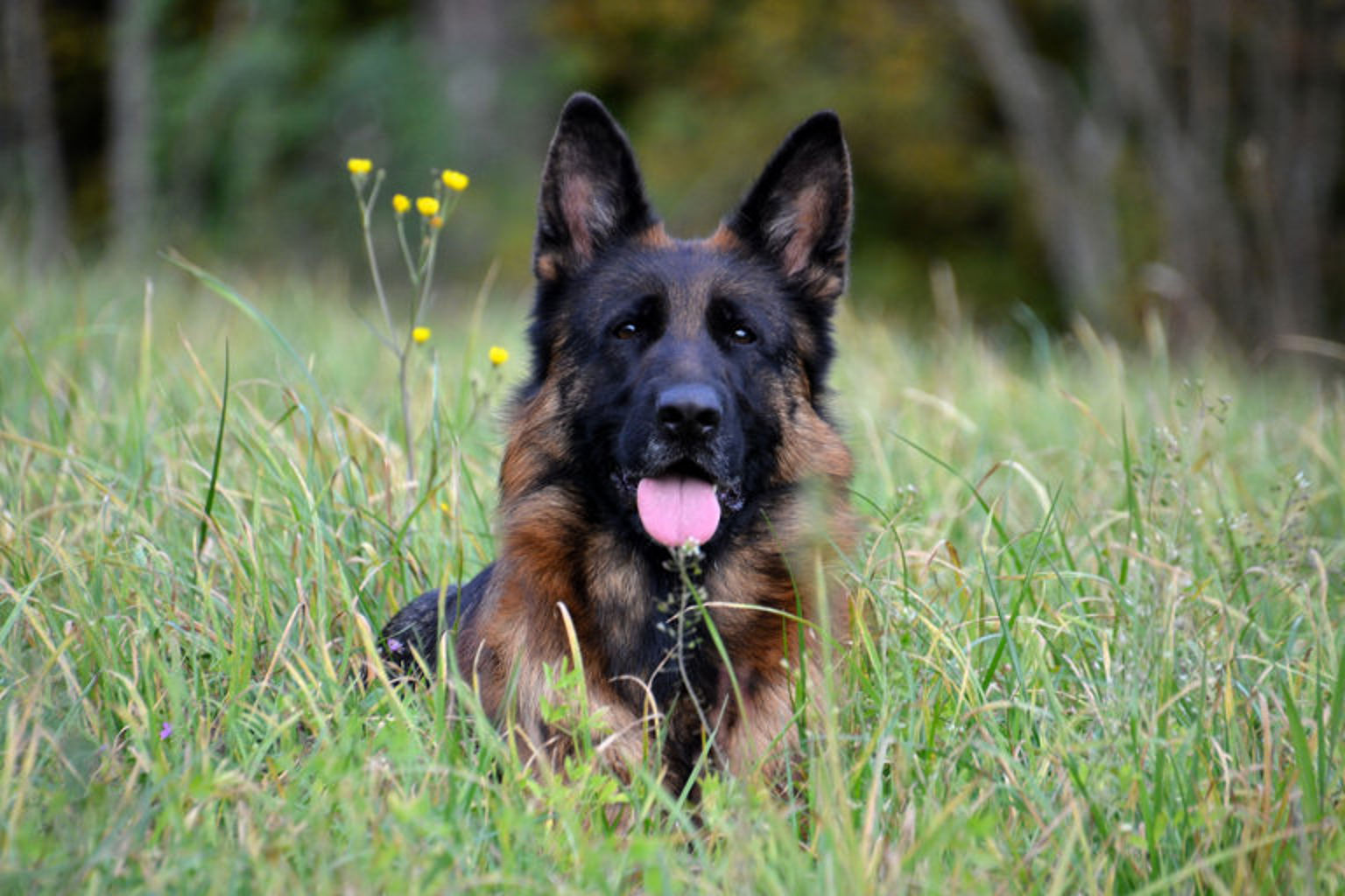 En tysk schäferhund ligger i gräset med tungan hängande ut