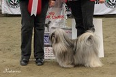 BIS: LHASA APSO C.I.B NORD UCH Ozzint's Born To Be Star Style 